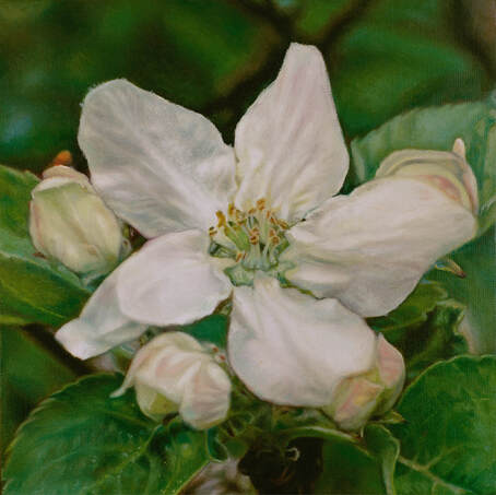 Small square oil painting of apple blossom.  The white flower is in the centre of the painting with two buds next to it and warm green background of leaves.