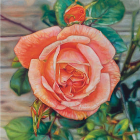 Small square oil painting of a pink rose.